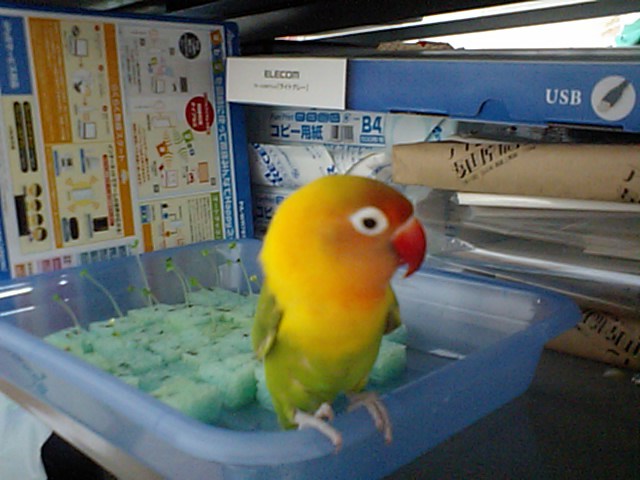 写真